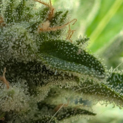 Grape Ape F1 Auto - Outdoor growlog timeline photo