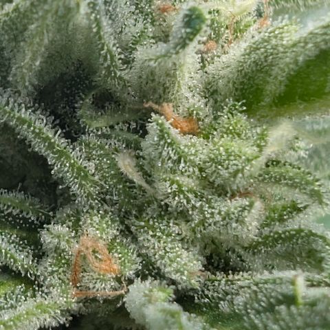 Grape Ape F1 Auto - Outdoor growlog timeline photo