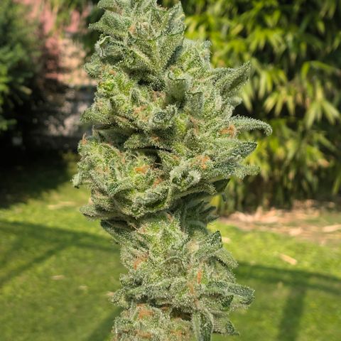 Grape Ape F1 Auto - Outdoor growlog timeline photo
