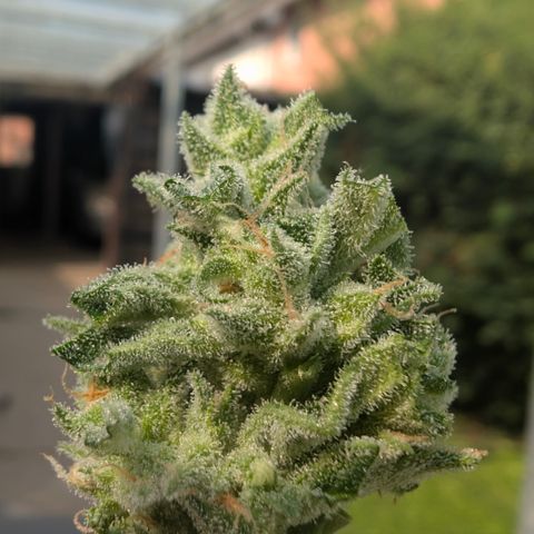 Grape Ape F1 Auto - Outdoor growlog timeline photo