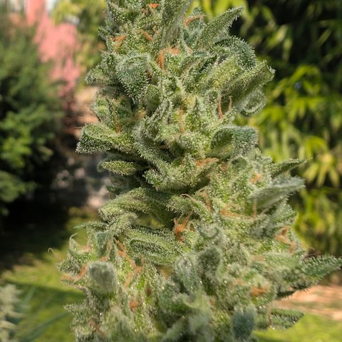 Grape Ape F1 Auto - Outdoor growlog timeline photo
