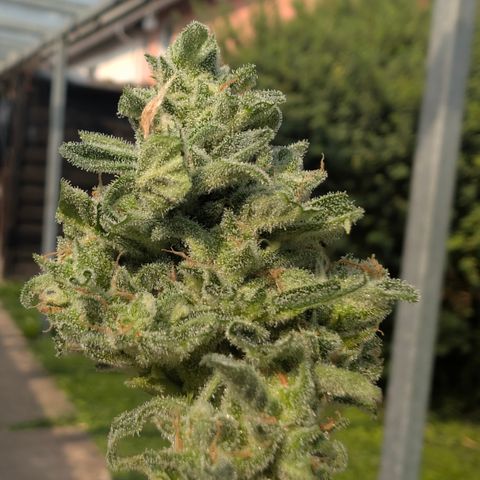 Grape Ape F1 Auto - Outdoor growlog timeline photo