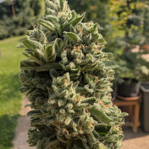 Grape Ape F1 Auto - Outdoor growlog timeline photo