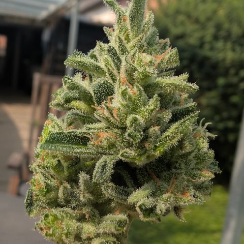 Grape Ape F1 Auto - Outdoor growlog timeline photo