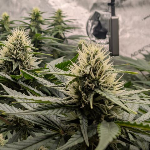 Frozen Black Cherry - 3 Pflanzen  growlog timeline photo