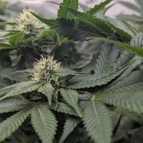 Frozen Black Cherry - 3 Pflanzen  growlog timeline photo