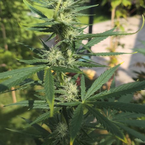 Gorilla Cookies Auto - 2 Pflanzen  growlog timeline photo