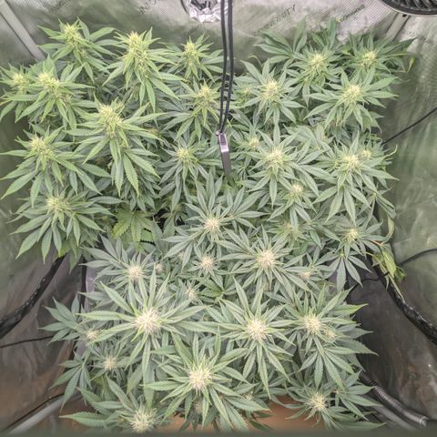 Frozen Black Cherry - 3 Pflanzen  growlog timeline photo