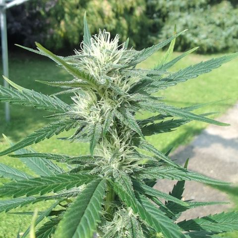 Gorilla Cookies Auto - 2 Pflanzen  growlog timeline photo