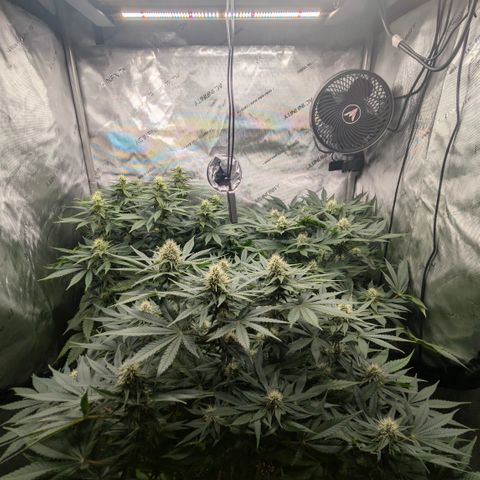 Frozen Black Cherry - 3 Pflanzen  growlog timeline photo