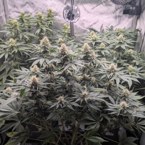 Frozen Black Cherry - 3 Pflanzen  growlog timeline photo