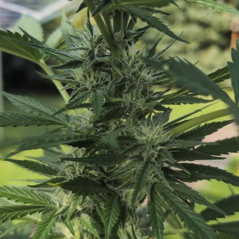Gorilla Cookies Auto - 2 Pflanzen  growlog timeline photo