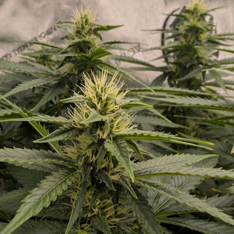 Frozen Black Cherry - 3 Pflanzen  growlog timeline photo
