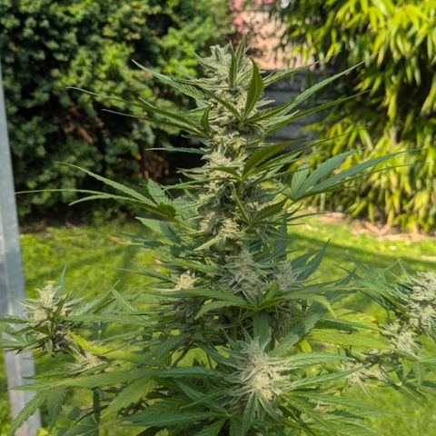 Grape Ape F1 Auto - Outdoor growlog timeline photo