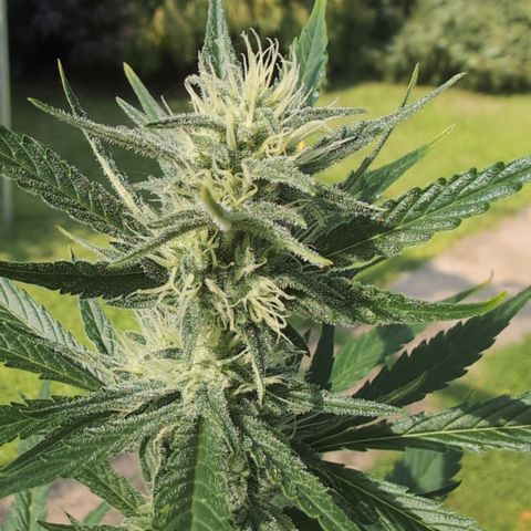 Gorilla Cookies Auto - 2 Pflanzen  growlog timeline photo