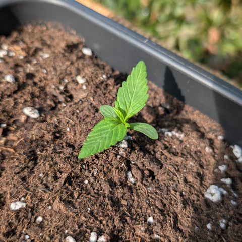 Super Lemon Haze growlog timeline photo