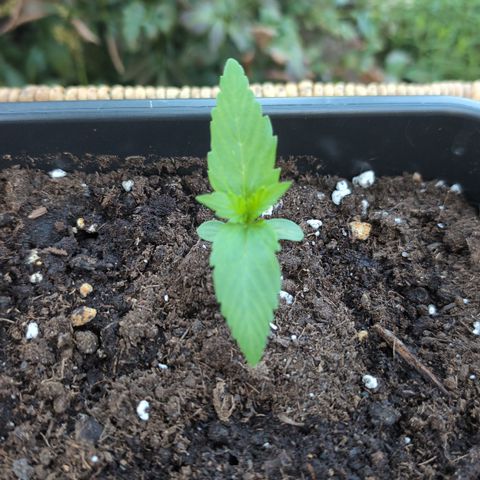 Super Lemon Haze growlog timeline photo