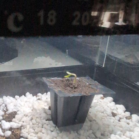 Hyperion F1 growlog photo