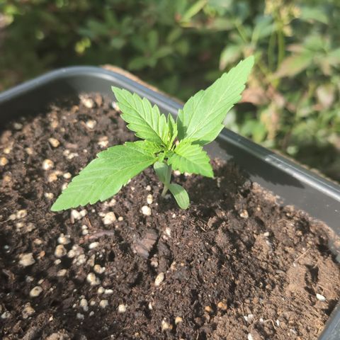 Super Lemon Haze growlog timeline photo