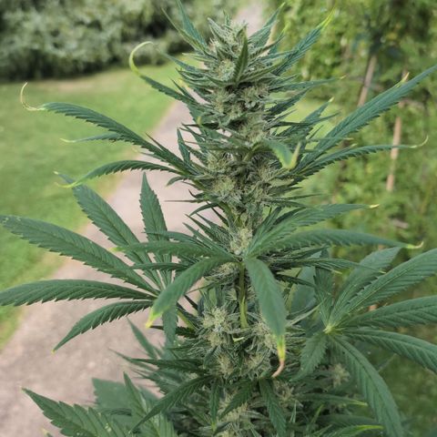 Gorilla Cookies Auto - 2 Pflanzen  growlog timeline photo