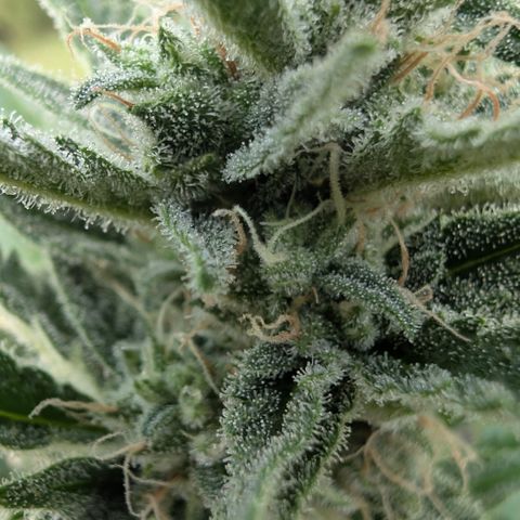Gorilla Cookies Auto - 2 Pflanzen  growlog timeline photo