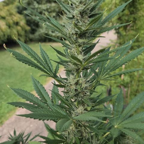 Gorilla Cookies Auto - 2 Pflanzen  growlog timeline photo