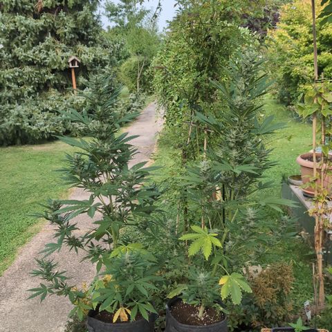 Gorilla Cookies Auto - 2 Pflanzen  growlog timeline photo