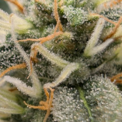 Frozen Black Cherry - 3 Pflanzen  growlog timeline photo