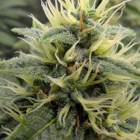 Frozen Black Cherry - 3 Pflanzen  growlog timeline photo