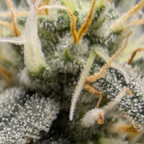 Frozen Black Cherry - 3 Pflanzen  growlog timeline photo