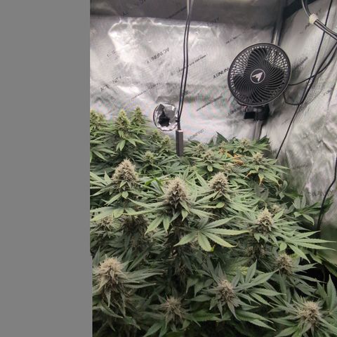 Frozen Black Cherry - 3 Pflanzen  growlog timeline photo
