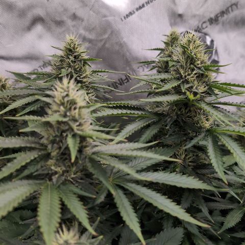 Frozen Black Cherry - 3 Pflanzen  growlog timeline photo