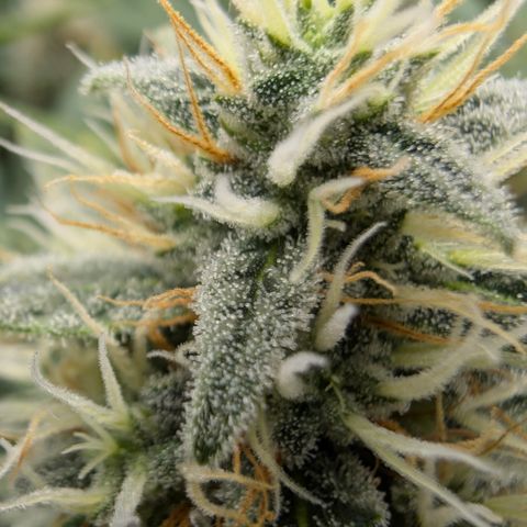 Frozen Black Cherry - 3 Pflanzen  growlog timeline photo