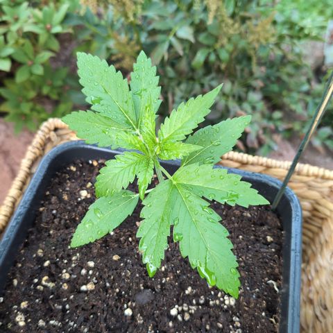 Super Lemon Haze growlog timeline photo
