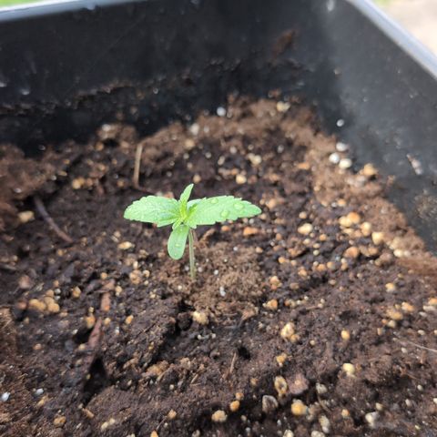 Hyperion F1 growlog timeline photo