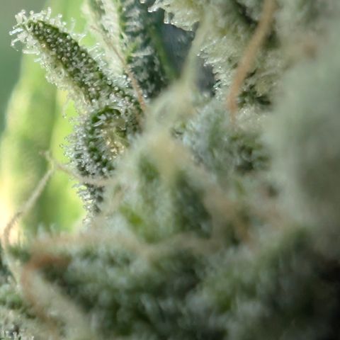 Gorilla Cookies Auto - 2 Pflanzen  growlog timeline photo