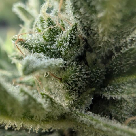 Gorilla Cookies Auto - 2 Pflanzen  growlog timeline photo