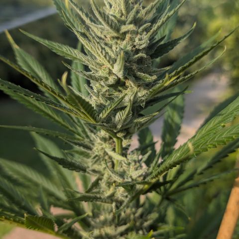Gorilla Cookies Auto - 2 Pflanzen  growlog timeline photo