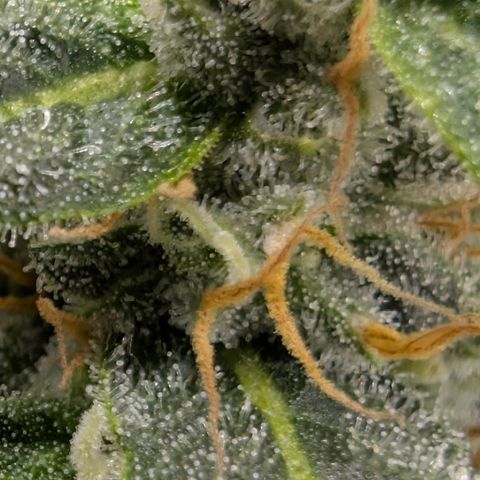 Frozen Black Cherry - 3 Pflanzen  growlog timeline photo