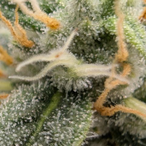 Frozen Black Cherry - 3 Pflanzen  growlog timeline photo