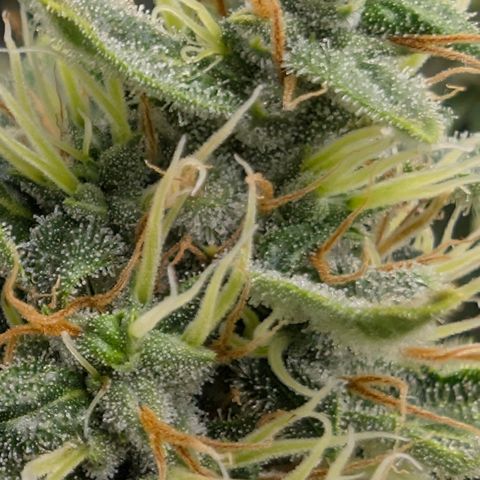 Frozen Black Cherry - 3 Pflanzen  growlog timeline photo