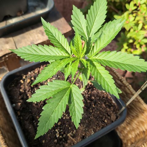 Super Lemon Haze growlog timeline photo