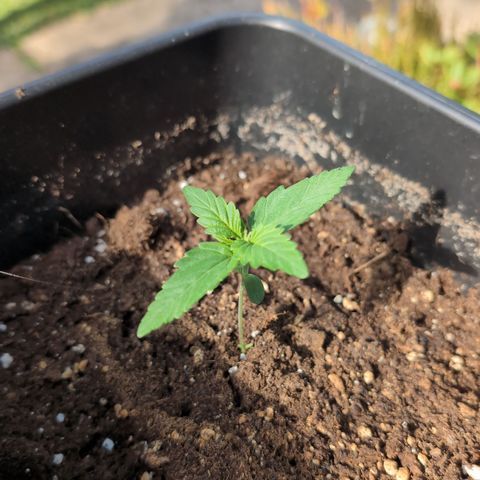 Hyperion F1 growlog timeline photo