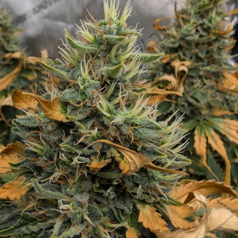 Frozen Black Cherry - 3 Pflanzen  growlog timeline photo