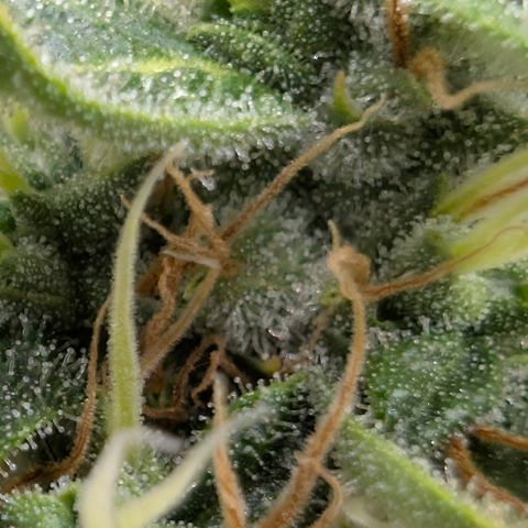 Frozen Black Cherry - 3 Pflanzen  growlog timeline photo