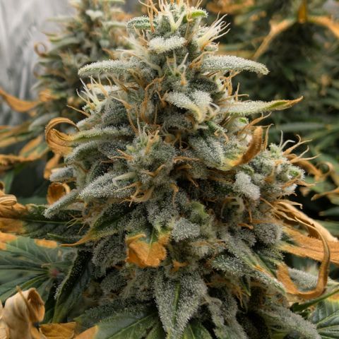Frozen Black Cherry - 3 Pflanzen  growlog timeline photo