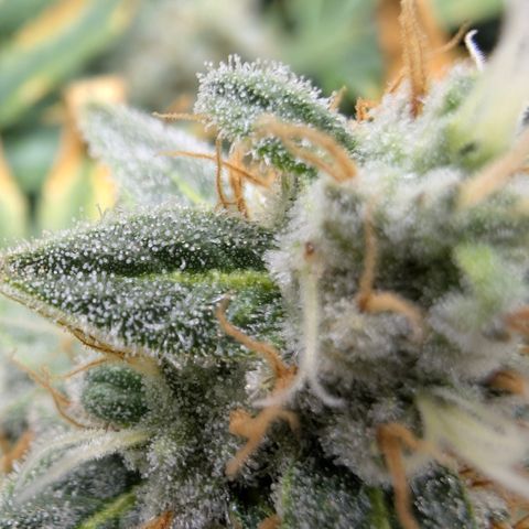 Frozen Black Cherry - 3 Pflanzen  growlog timeline photo
