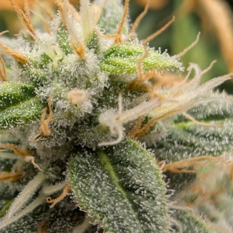 Frozen Black Cherry - 3 Pflanzen  growlog timeline photo