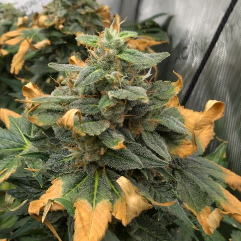 Frozen Black Cherry - 3 Pflanzen  growlog timeline photo