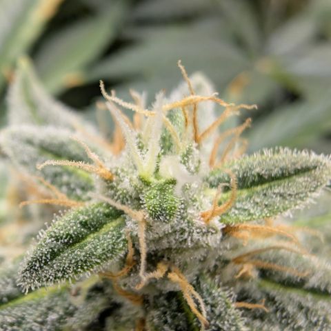 Frozen Black Cherry - 3 Pflanzen  growlog timeline photo